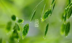 探秘谷雨季节：涵盖经典文化、历史传承的大量谈论与解析