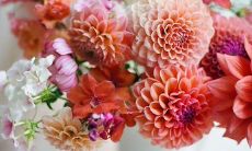 汪汪队狗狗的座右铭和口号:我们永远忠诚、保护与拯救人类世界,无惧挑战,勇往直前!