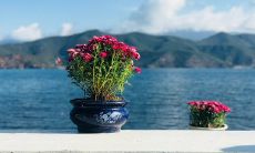 拥有平静心态的座右铭，帮助您克服生活中的挑战并保持内心的和谐与平衡