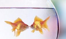 如何用简短句子挽回破裂的爱情