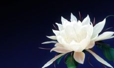 经典禅语:内心平静的引导语句,通过细腻而深邃的字句引领思维走向宁静祥和的精神境地