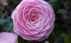 凝神描绘,写在内心深处:娓娓花语,堪称优美句子的精华!