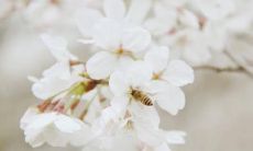 三月来临，送上最温馨的祝福和美好的祝愿语句给你！