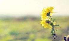 端午节问候短信:表达深切感恩之情,传递真挚祝福!