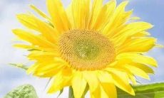 开始美好的一天:用唯美而简单的句子来分享早晨的心情