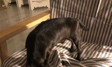 深表宠物离世后的痛苦和悲伤之情：措辞痛心的句子让人承受失去最爱宠物的沉重心理压力