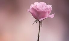 短文阅读推荐：收藏亲情经典散文佳句，感悟温馨港湾之爱情、友情、家庭之美！