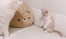 最受女性青睐的文案:魅力无穷、简洁明了、深入人心的创意!