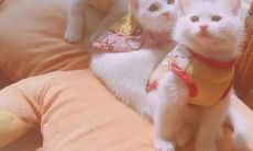 冬季清晨起床过程中所经历的困难和挑战的感想和记录