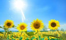 经典美好阳光金句,传递正能量,让人感受生活的美好!