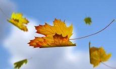 沉醉于秋思的优美语句:描绘秋色之美、思念之情和诗意人生的句子集锦