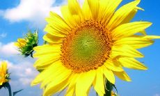 美妙自然的描述：几句让人惊叹于自然之美的赞美话