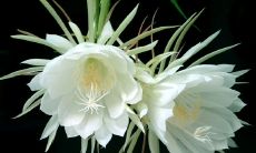 探寻昙花的诗情画意：富有文艺韵味的关于昙花的优美句子汇总