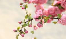 详细描写桃花飘散之美：美丽如画的桃花盛开，轻柔细腻地落在清风中，令人陶醉迷醉的感受