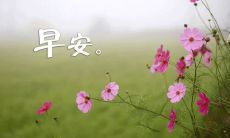 如何用温馨且简短的句子表达早上的问候?