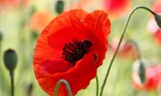 唯美的句子,表达亲情缘分之美妙