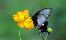 浓浓的亲情,细腻的情感:一组充满感染力的句子描述亲情的深刻之处