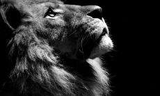 在视野尽头仰望时涌起的心灵感受——探寻仰望之旅中所蕴含的深刻句子