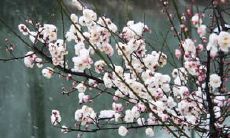 汇总美丽动人的关于梅花的句子,留存花开时节的优美语言艺术