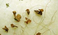 温馨的亲情牵挂:表达爱意的珍贵句子集锦