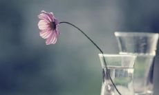 冰心的经典句子:探讨友情之真谛,令人感悟万千,字字珠玑妙不可言