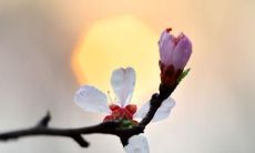 探寻守护亲情的神奇妙语:打动人心的唯美句子集锦