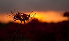 流泪留恋的樱花美景，让心灵深处涟漪不已的伤感句子