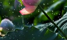 在静谧中心灵澄净的美妙句子