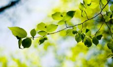 经过精选的养生问候短信,帮助您更健康地生活并远离疾病的辅助工具