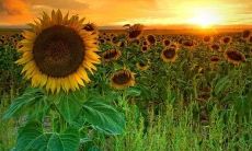 用阳光治愈情绪，温暖你一生的励志句子推荐