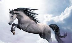 趣谈马儿——这些充满想象力的优美诗句，让你领略马儿的飒爽英姿和人生百态