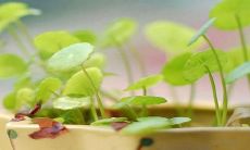 令妻子欣喜若狂的赞誉文字