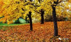 秋季落叶的溢美句子：赋予季节魅力的芬芳文字