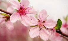 哪些是描写桃花和赞美桃花的诗句？