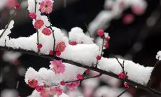 在腊八节这一传统节日中，赏赏腊梅这一古老而美妙的风俗，传承着中华文化的博大精深，让我们一起来细细品味闻香识美、感受岁月的流转