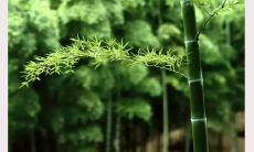 从酸甜苦辣到喜怒哀乐,探讨人生感悟